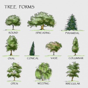 Tree Shapes
