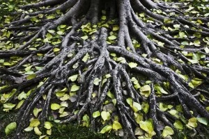 All About Roots