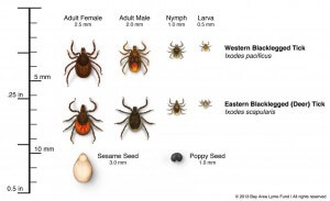 Warm Winter Brings More Ticks