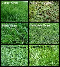 When Do I Start Mowing My Lawn?
