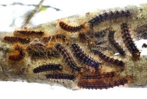 It's a Stink Bug Invasion! How to Keep These Creepers out of Your Home - Organically Green