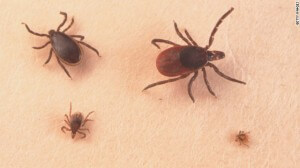 Think you're almost rid of ticks and mosquitoes? Think again.