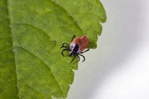 Safe Solutions For Insect Control