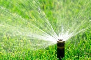 Help Your Plants Beat The Heat
