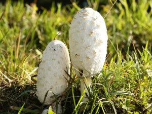 Why do Mushrooms Appear in my Yard?