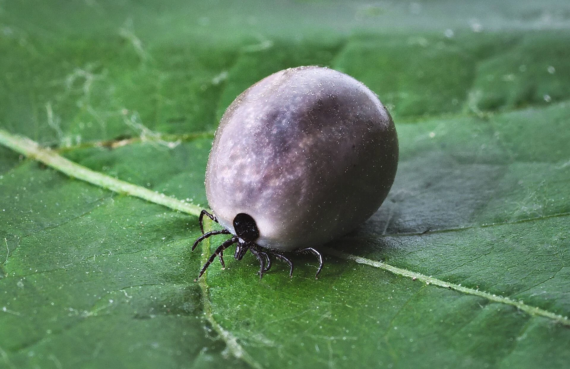 Ticks: Know the Facts