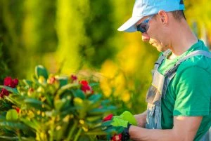 Healthy garden plants on Long Island
