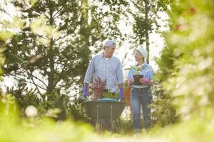 Planting in August: What Plants to Choose