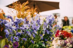 Flowering plants in a residential garden