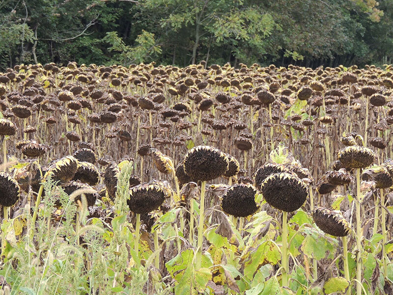Helping Winter Pollinators: What You Can Do