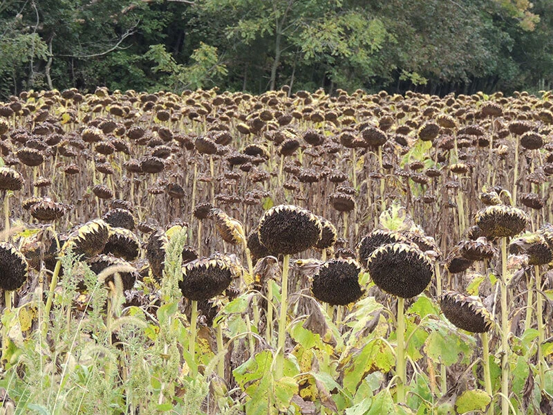 Helping Winter Pollinators: What You Can Do
