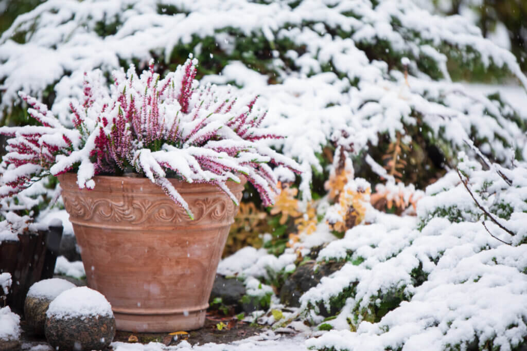 How to Keep Your Plants Healthy During the Winter Months