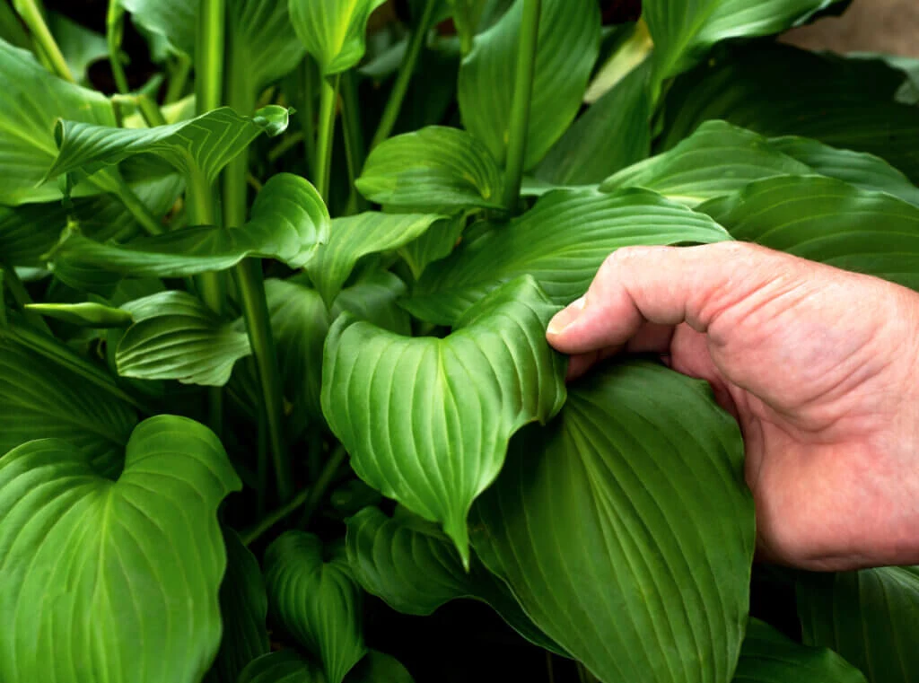 When Should I Call the Professionals For a Plant Diagnosis?