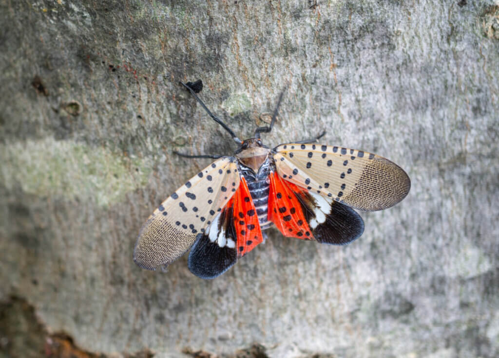 Professional Spotted Lanternfly & Beech Leaf Disease Treatment Services