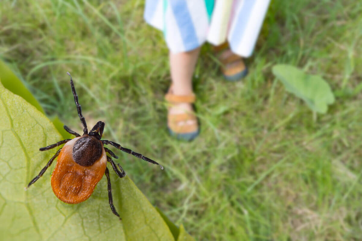 Tick Control: Minimizing Ticks in Your Home