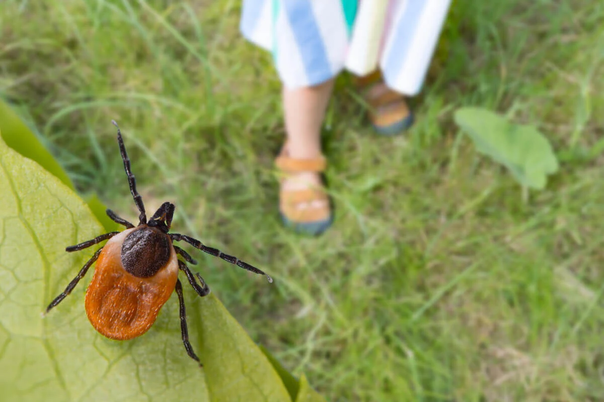Tick Control: Minimizing Ticks in Your Home