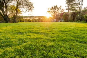 Benefits of Starting Tick Spraying