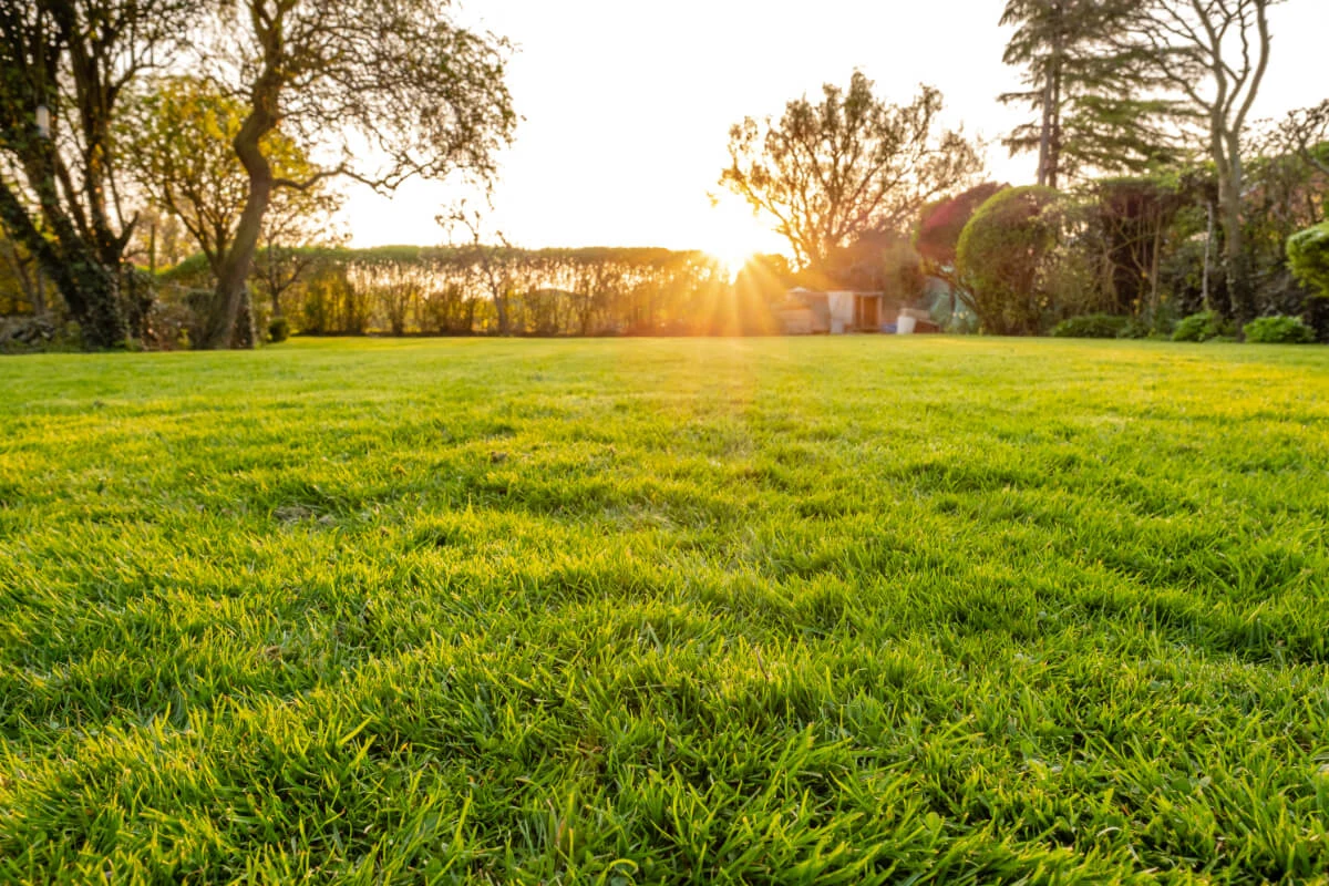 Benefits of Starting Tick Spraying