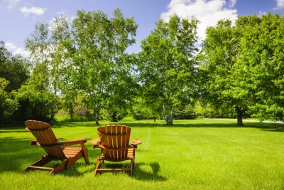 Mature tree in a residential landscape