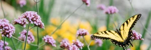 How to Attract Butterflies