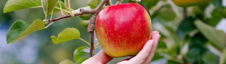 Planting Fruit Trees