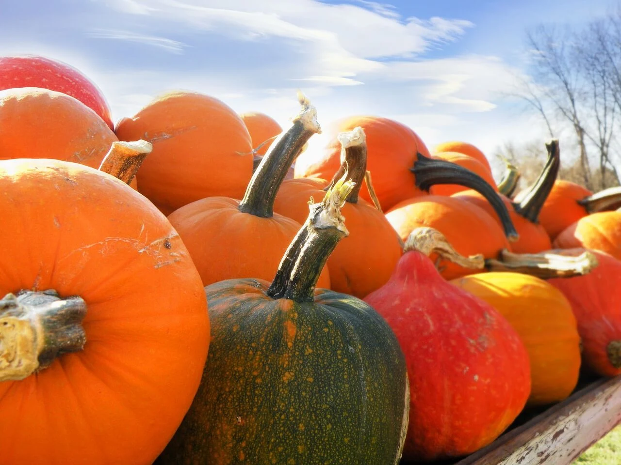 Tips for Growing Pumpkins