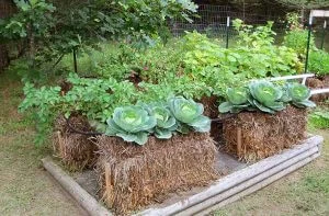 Hay Bale Gardening