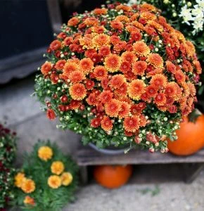 How to Overwinter Mums