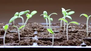 Starting Seeds Indoors: Bring a Little Bit of Spring Inside During Dark Winter Months!