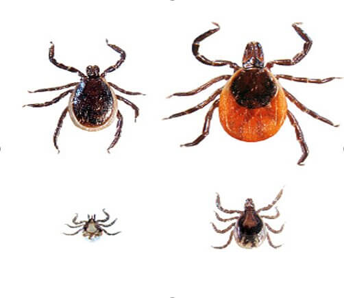 Ticks: Know the Facts - Organically Green